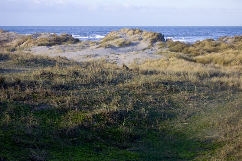 DSC_3898.jpg - Winterse duinen.