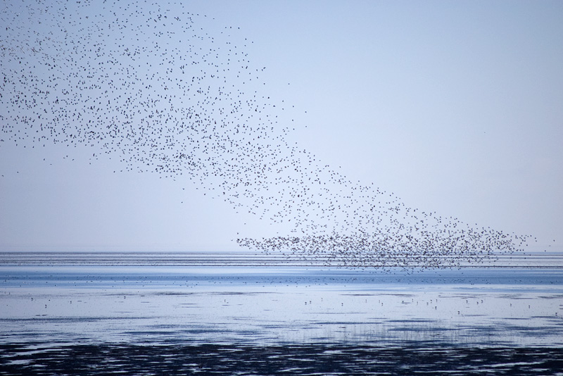 DSC_3923.jpg - grote zwermen vogels boven het wad