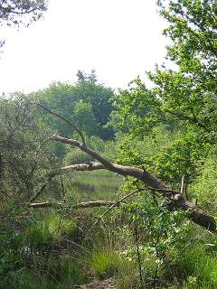 Pinksterkamp