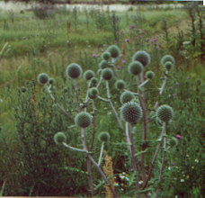 Distel